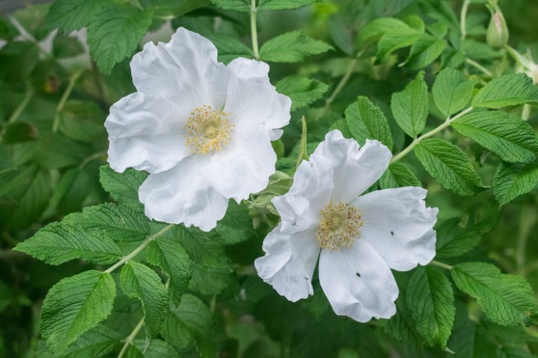 Rosa Rugosa 'Alba', Rose 'Alba', Rosa 'White Japanese Rose, White Wrinkled Rose, Ramanas Rose, Shrub Roses, Wild Roses, Rugosa Hybrids, White roses, Hardy roses