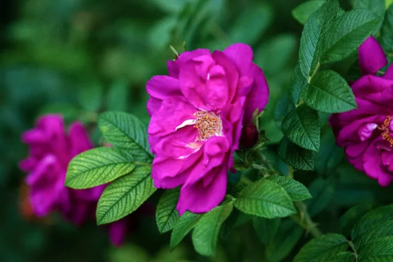 Rosa Rugosa 'Purple Pavement', Rose Purple Pavement, Shrub Roses, Wild Roses, Rugosa Hybrids, Purple roses, Hardy roses