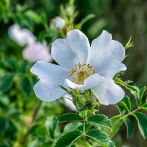 Rose sempervirens, Evergreen Rose, Evergreen Rambler Rose, Evergreen Climbing Rose, White roses, Rose bushes, Garden Roses