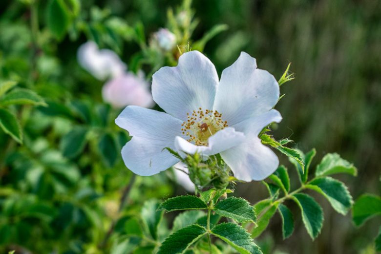 Rose sempervirens, Evergreen Rose, Evergreen Rambler Rose, Evergreen Climbing Rose, White roses, Rose bushes, Garden Roses