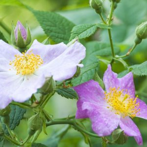 Rosa setigera, Climbing Prairie Rose, Climbing Rose, Prairie Rose, Shrub Roses, Pink roses, Hardy roses