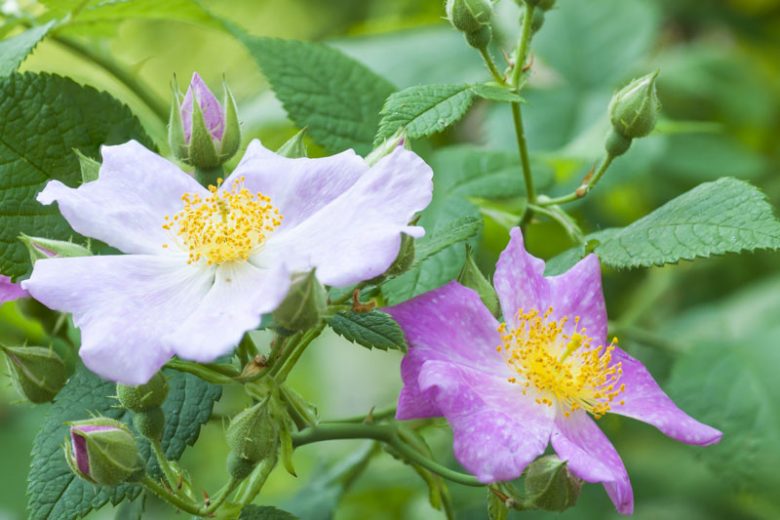 Rosa setigera, Climbing Prairie Rose, Climbing Rose, Prairie Rose, Shrub Roses, Pink roses, Hardy roses