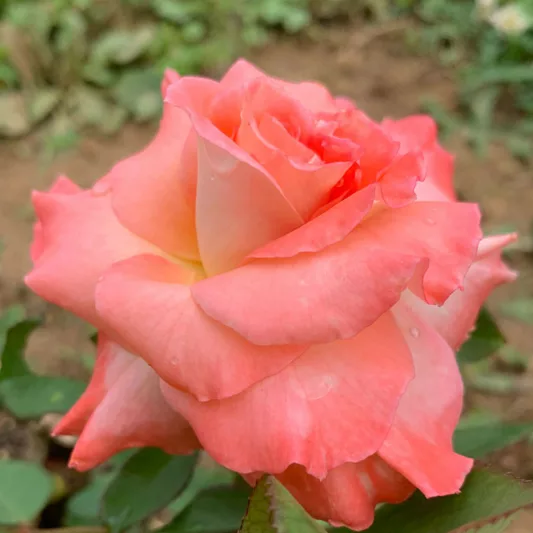 Rosa 'Shreveport', Rose 'Shreveport', Rosa 'Helen de Waal', Rosa 'Korpesch', Rosa 'KORpesh', Grandiflora Roses, Shrub Roses, Grandiflora Roses, Shrub Roses, Orange roses, Shrub roses