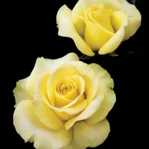 Rosa St. Patrick, Rose St. Patrick®, Rosa Irish Luck, Rosa Limelight, Rosa Saint Patrick, Rosa 'WEKamanda', Hybrid Tea Roses, Shrub Roses, Yellow roses, Yellow Hybrid Tea Roses,  Landscape Roses