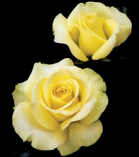 Rosa St. Patrick, Rose St. Patrick®, Rosa Irish Luck, Rosa Limelight, Rosa Saint Patrick, Rosa 'WEKamanda', Hybrid Tea Roses, Shrub Roses, Yellow roses, Yellow Hybrid Tea Roses,  Landscape Roses