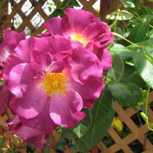 Rose Stormy Weather, Rose Stormy Weather, Rosa 'Orafantanov', Rosa Princesse Sibilla de Luxembourg, Climbing Roses, Purple roses, fragrant roses, Shrub roses, Rose bushes, Garden Roses