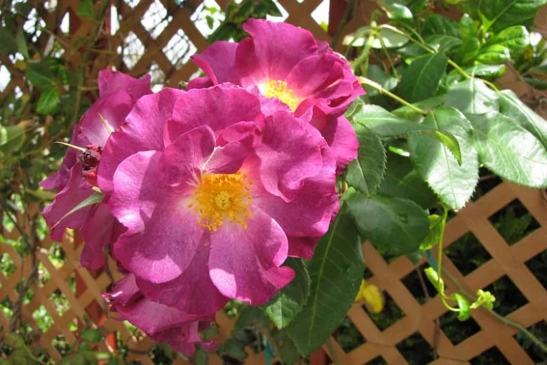 Rose Stormy Weather, Rose Stormy Weather, Rosa 'Orafantanov', Rosa Princesse Sibilla de Luxembourg, Climbing Roses, Purple roses, fragrant roses, Shrub roses, Rose bushes, Garden Roses