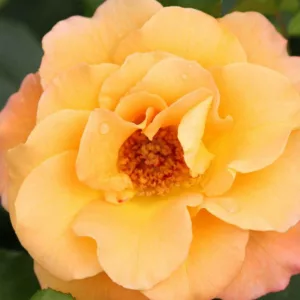 Rose Sunorita, Rosa Sunorita, Sunorita Rose, Shrub Roses, Rose bushes, Garden Roses, Rosa 'CHEWGEWEST', Yellow Roses, Yellow Flowers, Landscape Rose,