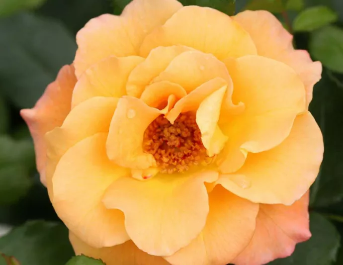 Rose Sunorita, Rosa Sunorita, Sunorita Rose, Shrub Roses, Rose bushes, Garden Roses, Rosa 'CHEWGEWEST', Yellow Roses, Yellow Flowers, Landscape Rose,