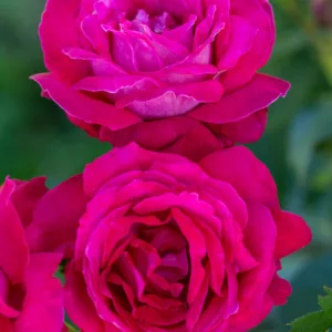 Rosa Sweet Spirit™, Rose Sweet Spirit™, Rosa Elegance ® Française, Rosa 'MEIthatie', Hybrid Tea Roses, Shrub Roses,  Pink roses, Pink Hybrid Tea Roses,  Pink Landscape Roses