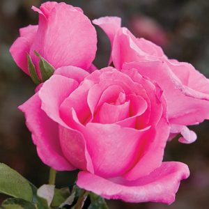 Rosa The McCartney Rose®, Rose The McCartney Rose®, Rosa Paul McCartney, Rosa Sweet Lady, Rosa 'MEIzeli', Hybrid Tea Roses, Shrub Roses,  Pink roses, Pink Hybrid Tea Roses,  Pink Landscape Roses
