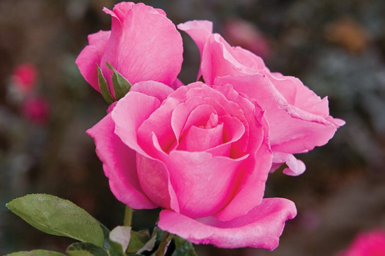 Rosa The McCartney Rose®, Rose The McCartney Rose®, Rosa Paul McCartney, Rosa Sweet Lady, Rosa 'MEIzeli', Hybrid Tea Roses, Shrub Roses,  Pink roses, Pink Hybrid Tea Roses,  Pink Landscape Roses