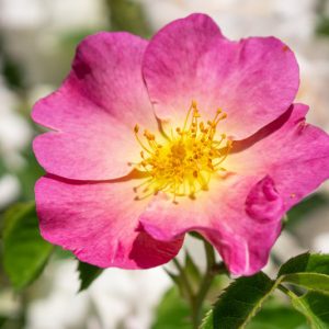 Rosa woodsii, Woods' Rose, Western Wild Rose, Wild Rose, Shrub Roses, Pink roses, Hardy roses
