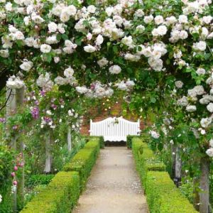 Rose 'Adelaide d'Orleans', Rosa 'Adelaide d'Orleans', Rambler Rose 'Adelaide d'Orleans', Rambler Roses, Hybrid Sempervirens Roses, Climbing Roses, Pink roses, White Roses, Rose bushes, Garden Roses