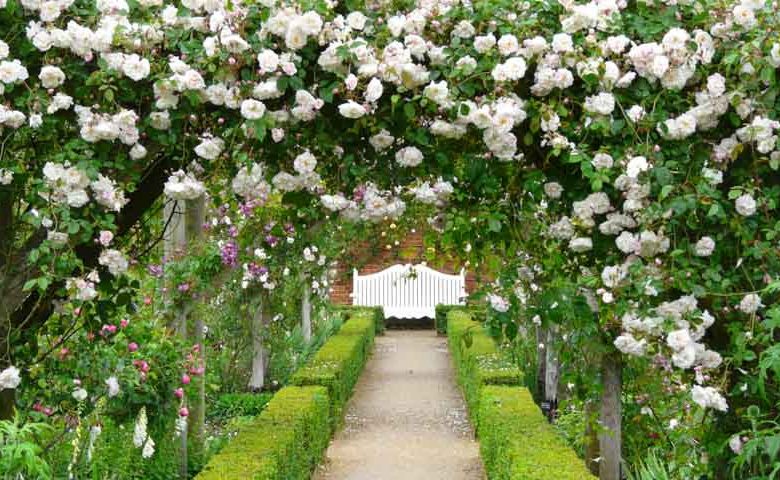 Rose 'Adelaide d'Orleans', Rosa 'Adelaide d'Orleans', Rambler Rose 'Adelaide d'Orleans', Rambler Roses, Hybrid Sempervirens Roses, Climbing Roses, Pink roses, White Roses, Rose bushes, Garden Roses