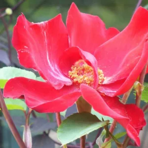 Rose 'Altissimo', Rosa 'Altissimo', Rosa 'Delmur', Rose 'Delmur', Rose 'Altus', Rosa 'Altus, Climbing Roses, Floribunda Roses, Red roses, Rose bushes, Garden Roses