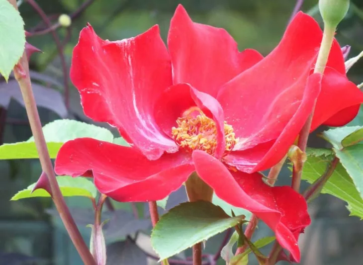 Rose 'Altissimo', Rosa 'Altissimo', Rosa 'Delmur', Rose 'Delmur', Rose 'Altus', Rosa 'Altus, Climbing Roses, Floribunda Roses, Red roses, Rose bushes, Garden Roses
