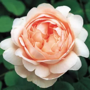Rose Ambridge Rose, Rosa Ambridge Rose, English Rose Ambridge Rose, David Austin Roses, English Roses, Shrub roses, pink roses, Rose Bushes, Garden Roses, most fragrant roses, Roses for containers