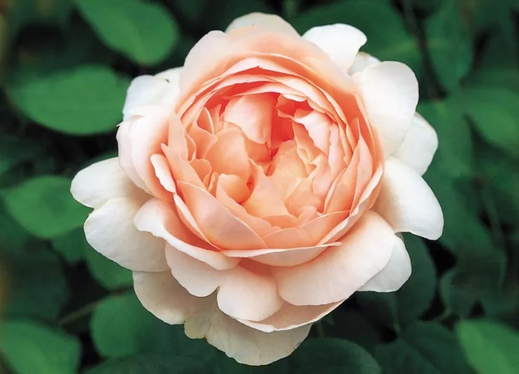 Rose Ambridge Rose, Rosa Ambridge Rose, English Rose Ambridge Rose, David Austin Roses, English Roses, Shrub roses, pink roses, Rose Bushes, Garden Roses, most fragrant roses, Roses for containers