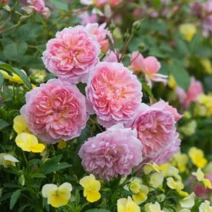 Rosa Anne Boleyn, Rose Anne Boleyn, English Rose Anne Boleyn, David austin rose Anne Boleyn, Fragrant roses, Shrub roses, pink roses, Rose Bushes, Garden Roses, Rose por pots, Roses for containers