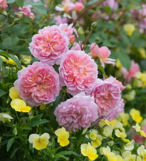 Rosa Anne Boleyn, Rose Anne Boleyn, English Rose Anne Boleyn, David austin rose Anne Boleyn, Fragrant roses, Shrub roses, pink roses, Rose Bushes, Garden Roses, Rose por pots, Roses for containers