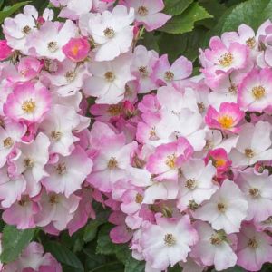 Rosa Ballerina, Rose Ballerina, Hybrid musk Ballerina, agm roses, Fragrant roses, Shrub roses, Pink roses