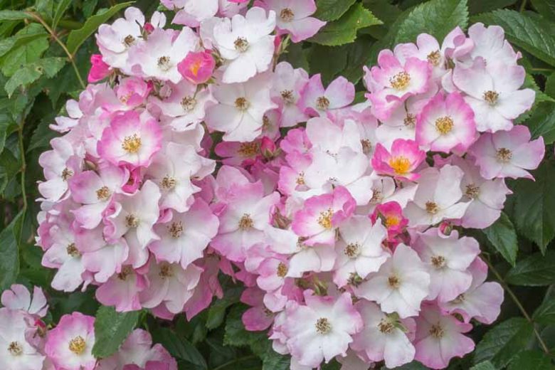 Rosa Ballerina, Rose Ballerina, Hybrid musk Ballerina, agm roses, Fragrant roses, Shrub roses, Pink roses