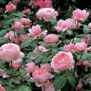 Rose Brother Cadfael, Rosa Brother Cadfael, David Austin Rose, English Roses, Shrub roses, pink roses, Climbing Roses, fragrant roses