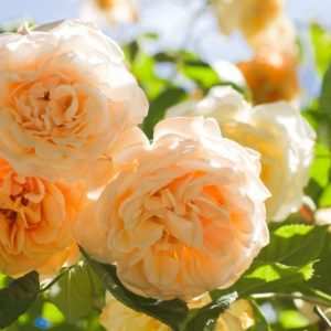 Rosa Buff Beauty, Rose Buff Beauty, Hybrid musk Buff Beauty, agm roses, Fragrant roses., Shrub roses, yellow roses, Climbing Roses