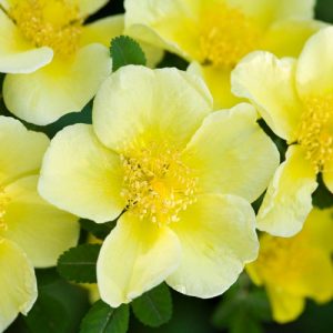 Rosa xanthina 'Canary Bird', Rose 'Canary Bird', Rosa 'Canary Bird', Rosa ecae 'Canary Bird'  Yellow roses, very fragrant roses, Shrub roses, Rose bushes, Garden Roses