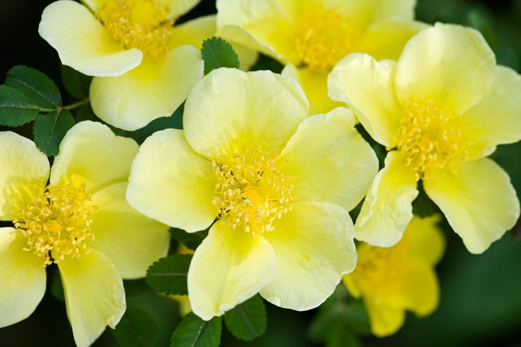 Rosa xanthina 'Canary Bird', Rose 'Canary Bird', Rosa 'Canary Bird', Rosa ecae 'Canary Bird'  Yellow roses, very fragrant roses, Shrub roses, Rose bushes, Garden Roses