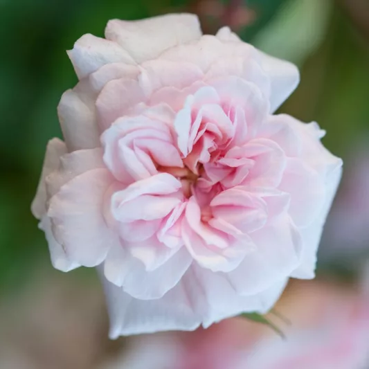 Rose 'Cecile Brunner', Rosa 'Cecile Brunner', Rose 'Madame Cécile Brunner, Rose 'Mlle Cécile Brunner', Rose 'Mignon', Rose 'True Friend', Climbing Roses, Polyantha Roses, Pink roses, Rose bushes, Garden Roses