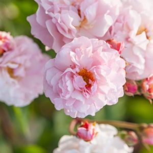 Rosa 'Cornelia, Rosa 'Cornelia', Hybrid Musk Roses, Shrub Roses, agm roses, Fragrant roses, pink roses, Climbing Roses, fragrant roses
