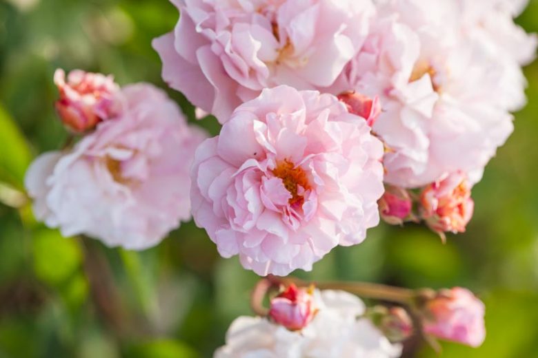 Rosa 'Cornelia, Rosa 'Cornelia', Hybrid Musk Roses, Shrub Roses, agm roses, Fragrant roses, pink roses, Climbing Roses, fragrant roses