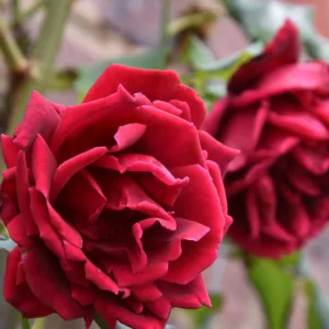 Rose 'Crimson Glory', Rosa 'Crimson Glory', Climbing Rose 'Crimson Glory', Grimpant Crimson Glory, Climbing Roses, Hybrid Tea Roses, Red roses,fragrant roses, Shrub roses, Rose bushes, Garden Roses