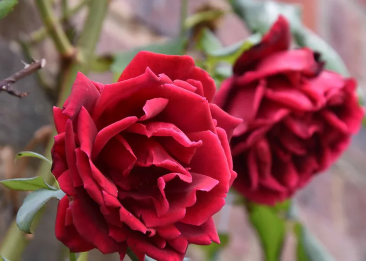 Rose 'Crimson Glory', Rosa 'Crimson Glory', Climbing Rose 'Crimson Glory', Grimpant Crimson Glory, Climbing Roses, Hybrid Tea Roses, Red roses,fragrant roses, Shrub roses, Rose bushes, Garden Roses