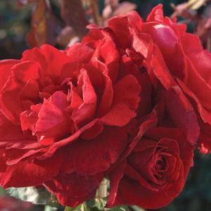 Rose 'Don Juan', Rosa 'Don Juan', Climbing Rose 'Climbing Rose', Grimpant Climbing Rose, Climbing Roses, Hybrid Tea Roses, Red roses,fragrant roses, Shrub roses, Rose bushes, Garden Roses