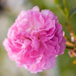 Rose 'Dorothy Perkins', 'Dorothy Perkins', Rosa 'Dorothy Perkins', Climbing Rose 'Dorothy Perkins', Climbing Rose 'Dorothy Perkins', Climbing Roses, Rambler Roses, Floribunda Roses, Wichurana Roses, Pink roses, fragrant roses