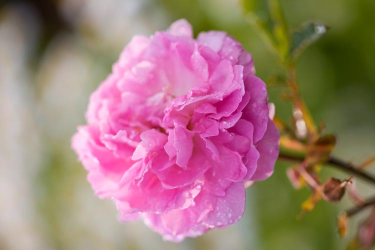 Rose 'Dorothy Perkins', 'Dorothy Perkins', Rosa 'Dorothy Perkins', Climbing Rose 'Dorothy Perkins', Climbing Rose 'Dorothy Perkins', Climbing Roses, Rambler Roses, Floribunda Roses, Wichurana Roses, Pink roses, fragrant roses