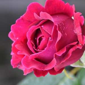 Rose Etoile de Hollande, Rosa 'Etoile de Hollande', Rosa 'Climbing Étoile de Hollande', Rosa 'Grimpant Étoile de Hollande', Hybrid Tea Roses, Red roses, shrub roses, Rose Bushes, Garden Roses, very fragrant roses, Favorite roses