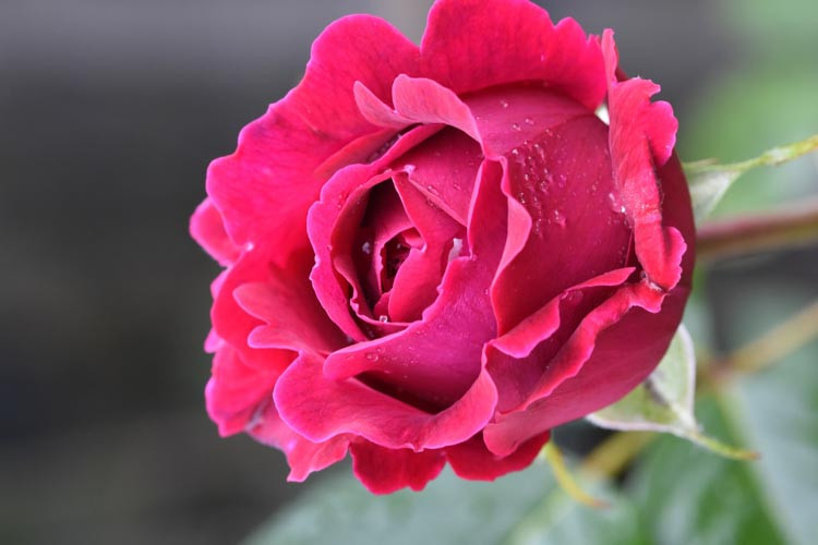 Rose Etoile de Hollande, Rosa 'Etoile de Hollande', Rosa 'Climbing Étoile de Hollande', Rosa 'Grimpant Étoile de Hollande', Hybrid Tea Roses, Red roses, shrub roses, Rose Bushes, Garden Roses, very fragrant roses, Favorite roses