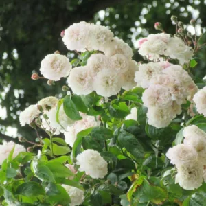 Rose 'Felicite Perpetue', Rosa 'Felicite Perpetue', Rambler Rose 'Felicite Perpetue', Rosa 'Seven Sisters', Hybrid Sempervirens Roses, Rambler Roses, White roses, Rose bushes, Garden Roses