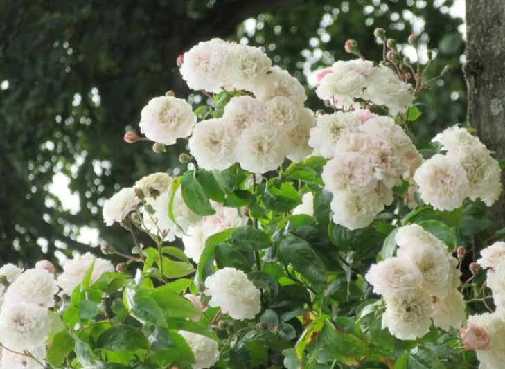 Rose 'Felicite Perpetue', Rosa 'Felicite Perpetue', Rambler Rose 'Felicite Perpetue', Rosa 'Seven Sisters', Hybrid Sempervirens Roses, Rambler Roses, White roses, Rose bushes, Garden Roses