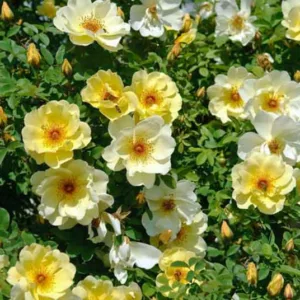 Rose Fruhlingsgold, Rosa 'Fruhlingsgold', Rosa 'Frühlingsgold',  Rose 'Spring Gold', Hybrid Spinosissima Shrubs, Yellow roses, shrub roses, Rose Bushes, Garden Roses, very fragrant roses, Favorite roses