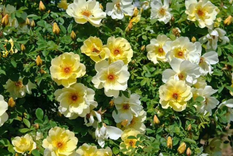 Rose Fruhlingsgold, Rosa 'Fruhlingsgold', Rosa 'Frühlingsgold',  Rose 'Spring Gold', Hybrid Spinosissima Shrubs, Yellow roses, shrub roses, Rose Bushes, Garden Roses, very fragrant roses, Favorite roses