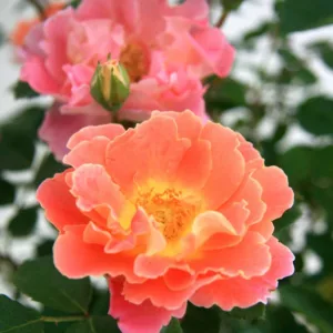 Rose 'Fruity Petals™', Rosa 'Fruity Petals™', Climbing Rose 'Fruity Petals™', Rosa 'RADpetals', Climbing Roses, Yellow roses, Pink Roses, Bicolor Roses, Rose bushes, Garden Roses
