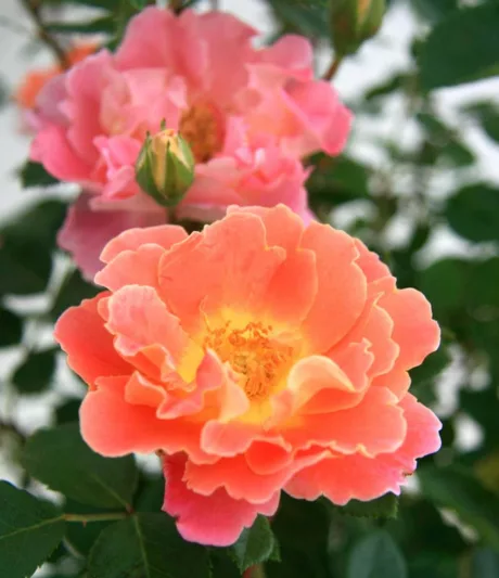 Rose 'Fruity Petals™', Rosa 'Fruity Petals™', Climbing Rose 'Fruity Petals™', Rosa 'RADpetals', Climbing Roses, Yellow roses, Pink Roses, Bicolor Roses, Rose bushes, Garden Roses