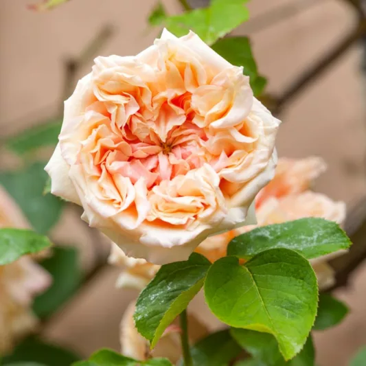 Rose 'Gloire de Dijon', Rosa 'Gloire de Dijon', Climbing Rose 'Gloire de Dijon', Old Glory Rose, Glory John Rose, Noisette Roses, Tea Noisette Roses, Yellow roses, salmon roses, Apricot roses, fragrant roses, Shrub roses, Rose bushes, Garden Roses