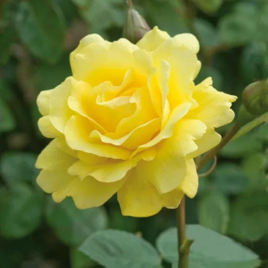 Rosa Golden Gate, Rose 'Golden Gate', Rosa 'Korgolgat', Climbing Roses, Large-Flowered Climbers, Fragrant roses, yellow roses