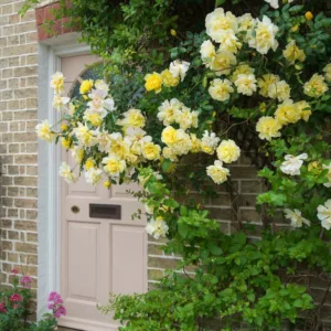 Rose 'Golden Showers', Rosa 'Golden Showers', Climbing Rose 'Golden Showers',Rambler Rose 'Golden Showers', Climbing Roses, Yellow roses, Rose bushes, Garden Roses